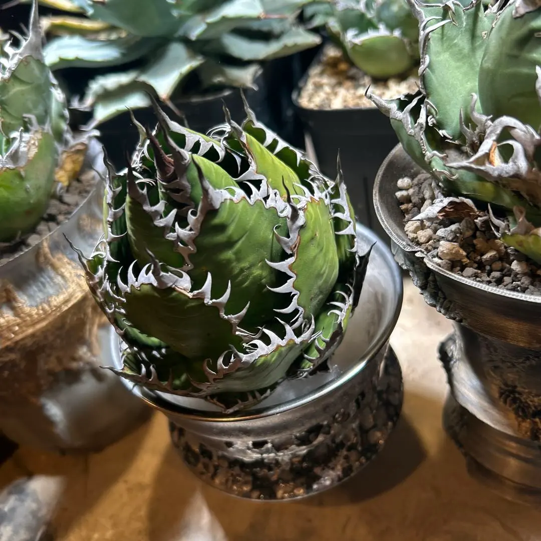 2026年最新】ホリダ ドワーフの人気アイテム - メルカリ