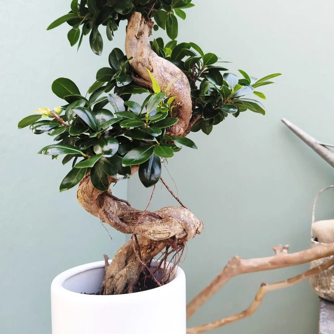 2026年最新】ガジュマル 昇り龍の人気アイテム - メルカリ