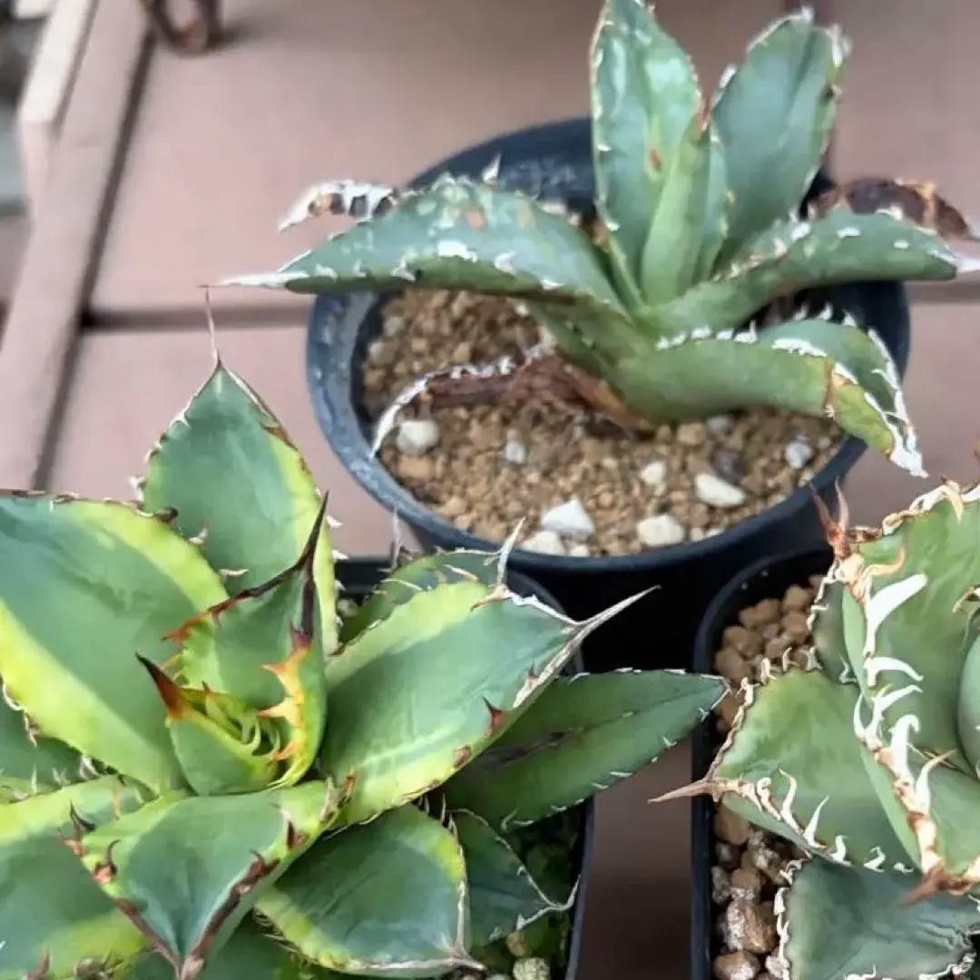 2026年最新】厳竜錦の人気アイテム - メルカリ