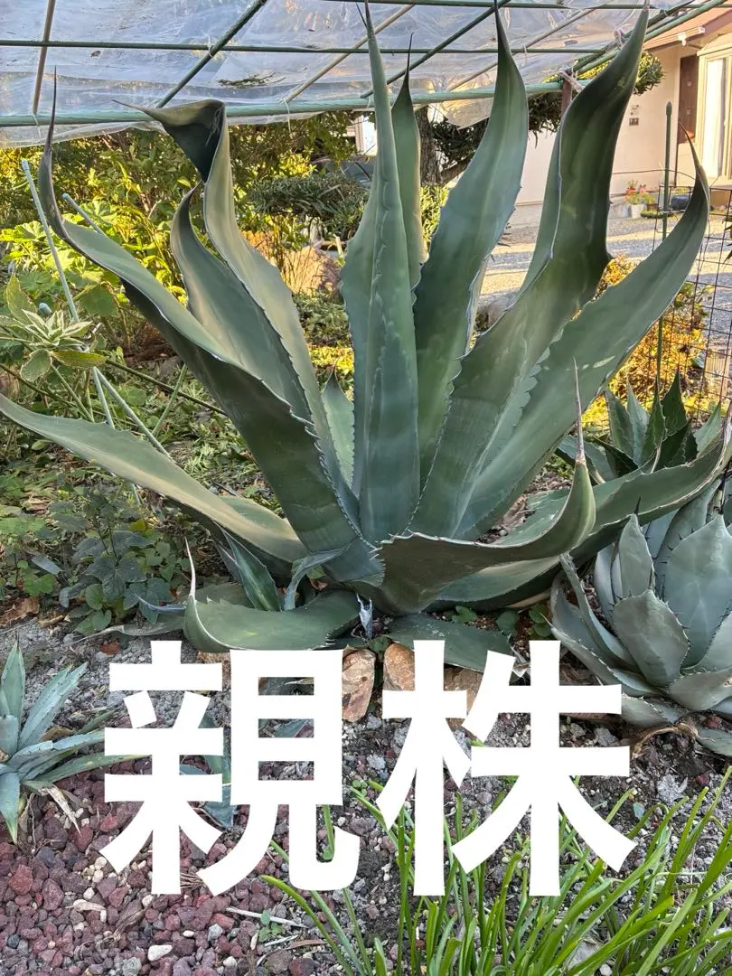 2026年最新】サルミアナフェロックス アガベの人気アイテム - メルカリ
