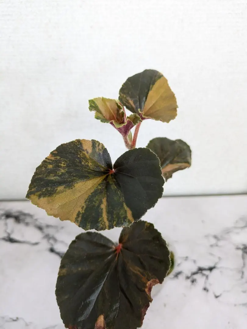 2026年最新】アロカシア ククラータの人気アイテム - メルカリ