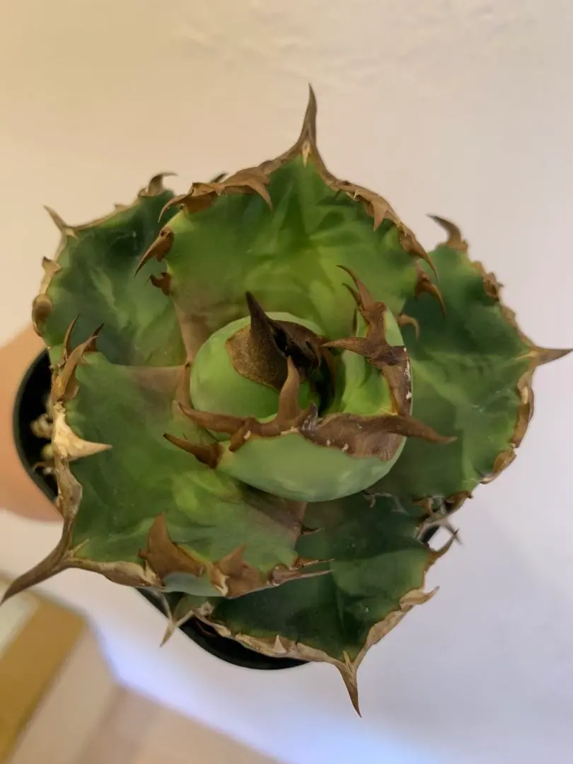 2026年最新】goodtanikuの人気アイテム - メルカリ