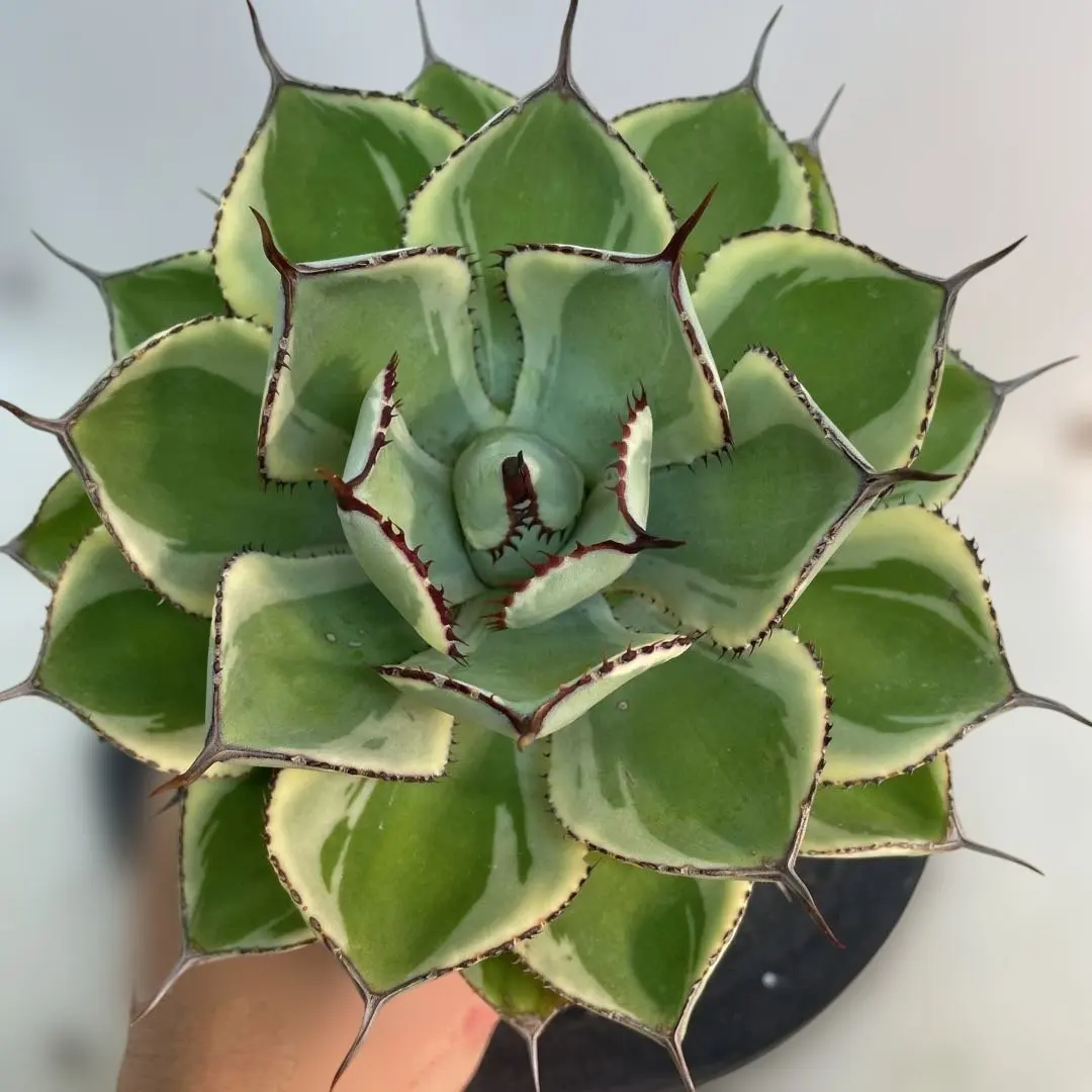 2026年最新】グアダラハラナ ドワーフの人気アイテム - メルカリ