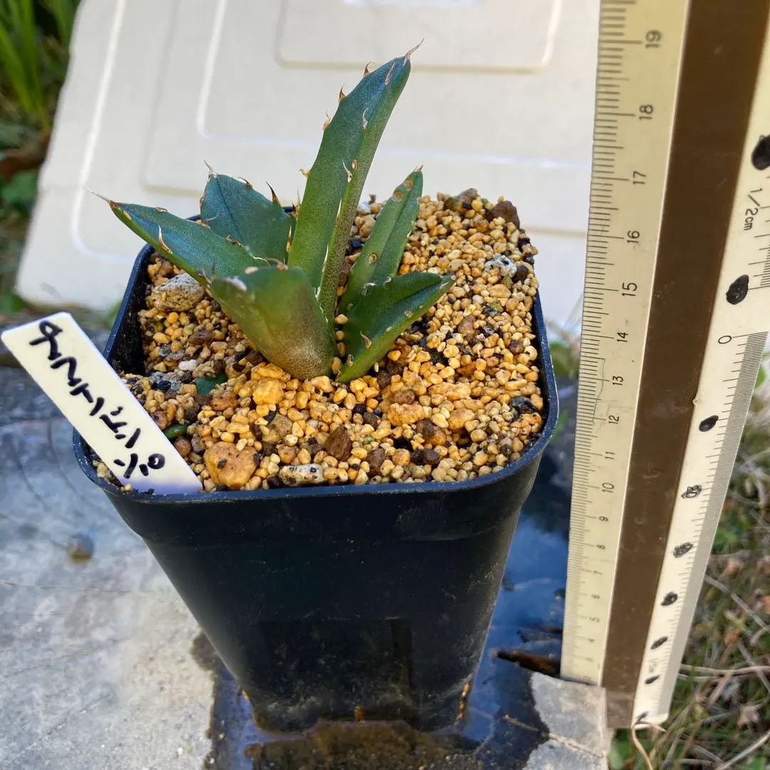 2026年最新】アガベ翼竜の人気アイテム - メルカリ