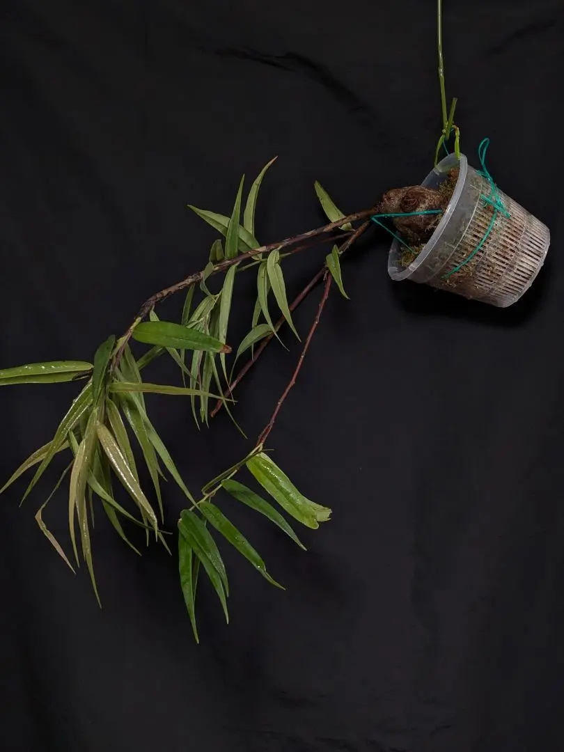 2026年最新】着生ツツジの人気アイテム - メルカリ