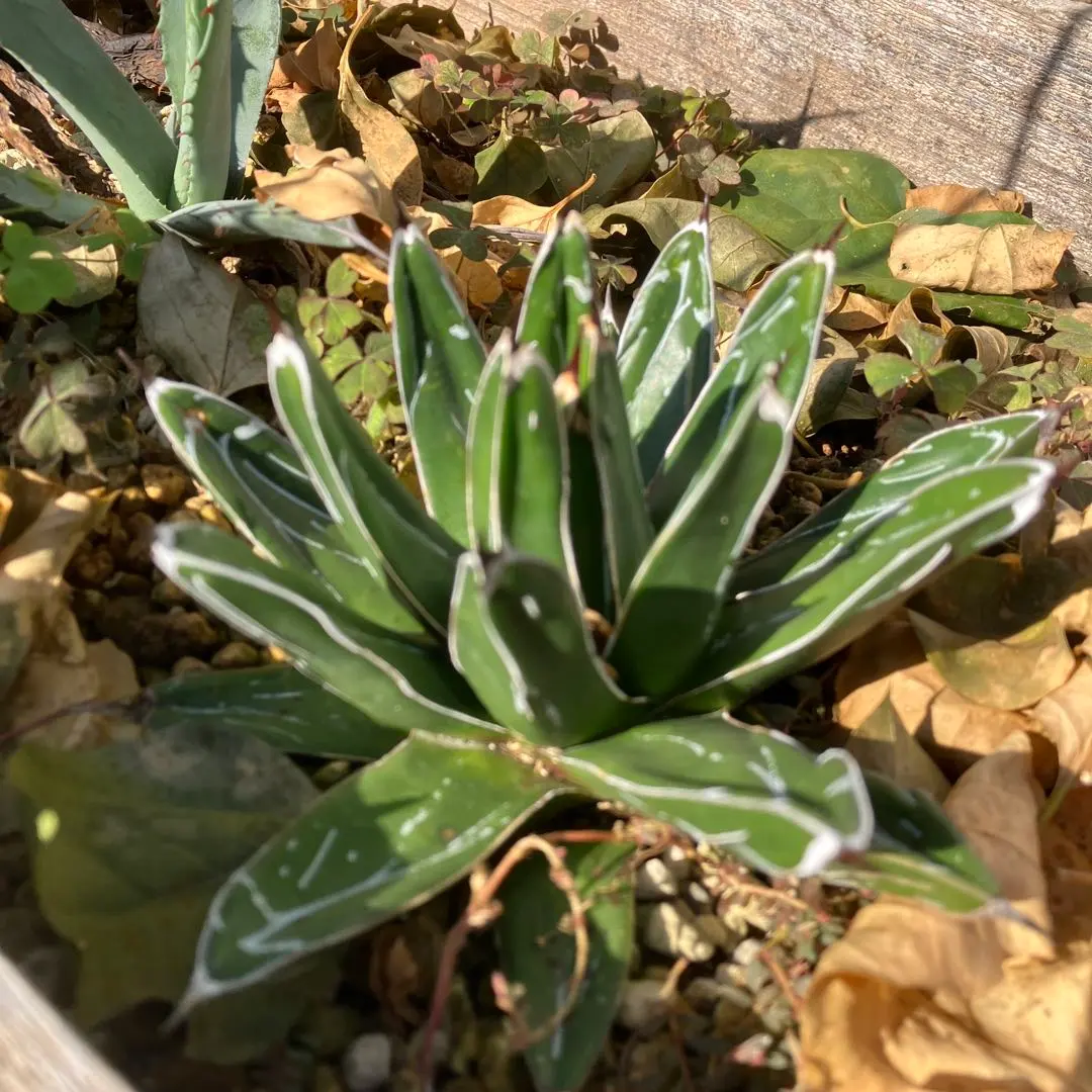 2026年最新】ニッケルシー 笹吹雪の人気アイテム - メルカリ