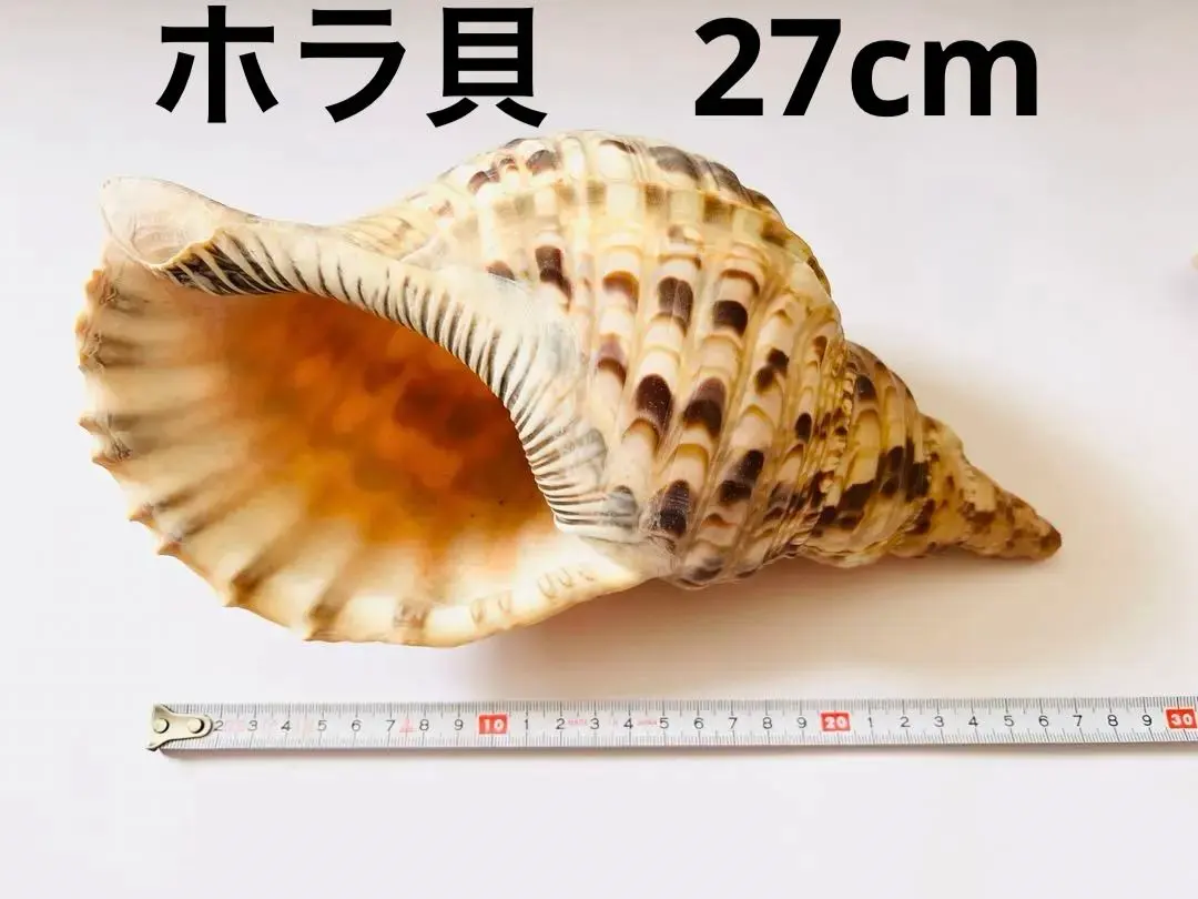 m26487933472_1.jpg?1706794549