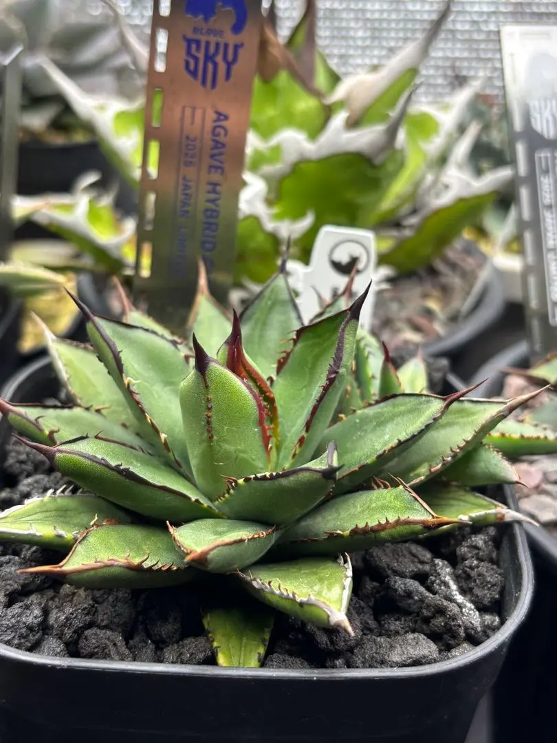 2026年最新】アガベ笹の雪 ハイブリッドの人気アイテム - メルカリ