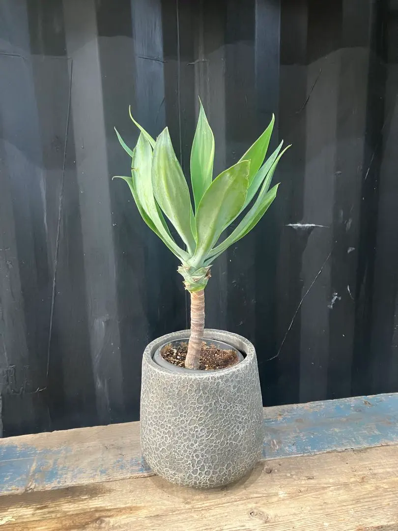 2026年最新】アガベ アテナータ ボーチンブルーの人気アイテム - メルカリ