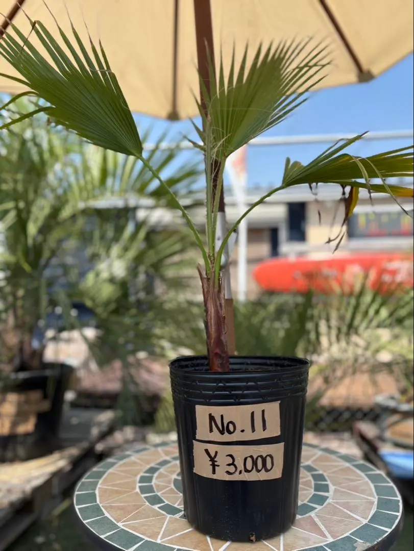 2026年最新】ワシントンヤシの人気アイテム - メルカリ