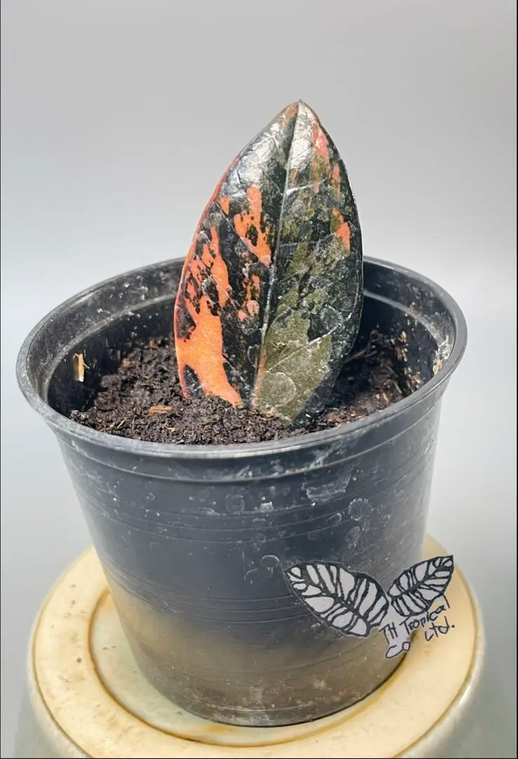 2026年最新】ザミオクルカス ピンクの人気アイテム - メルカリ