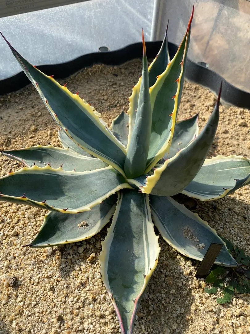 2026年最新】アガベ マシュマロクリームの人気アイテム - メルカリ