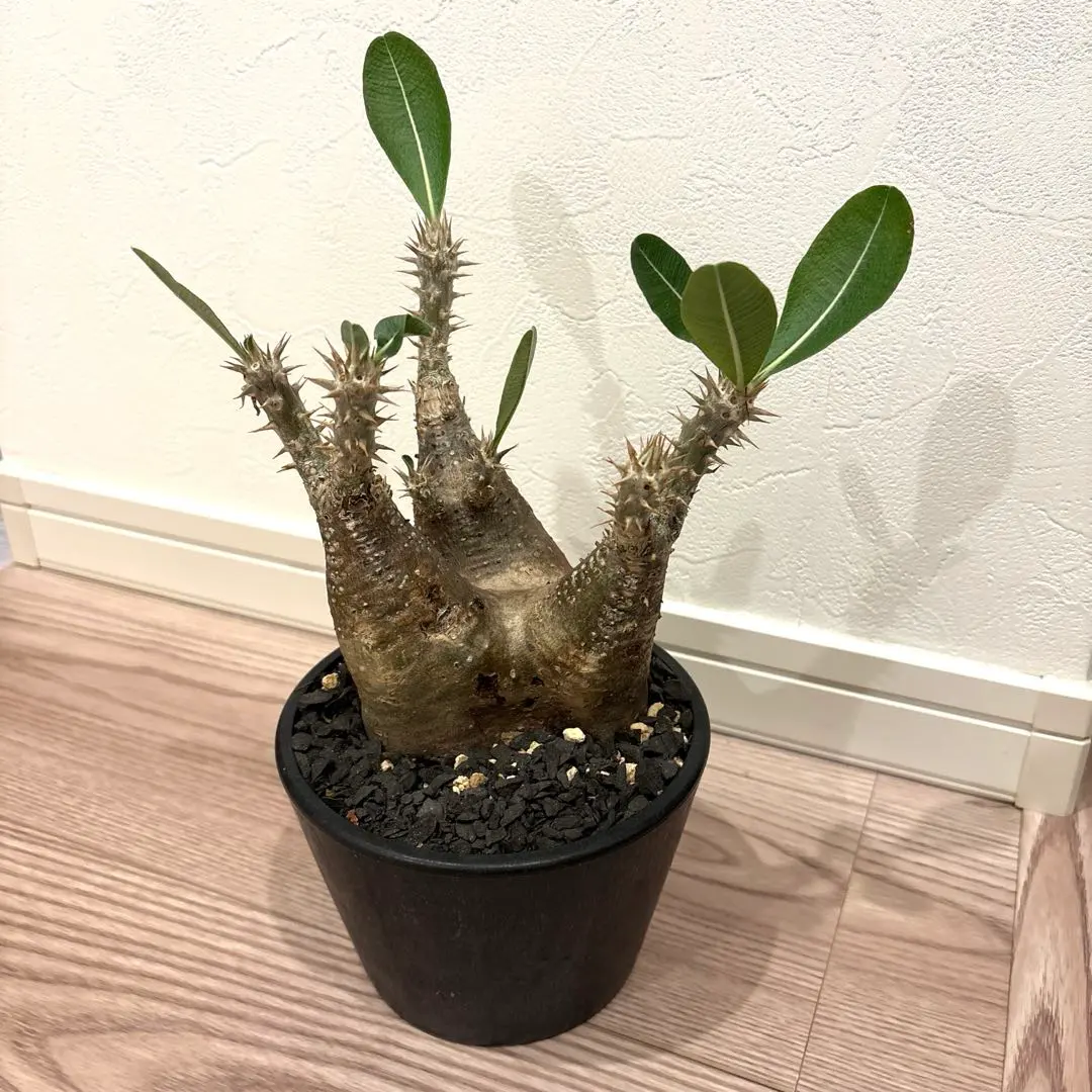 2026年最新】マカイエンセ現地球の人気アイテム - メルカリ