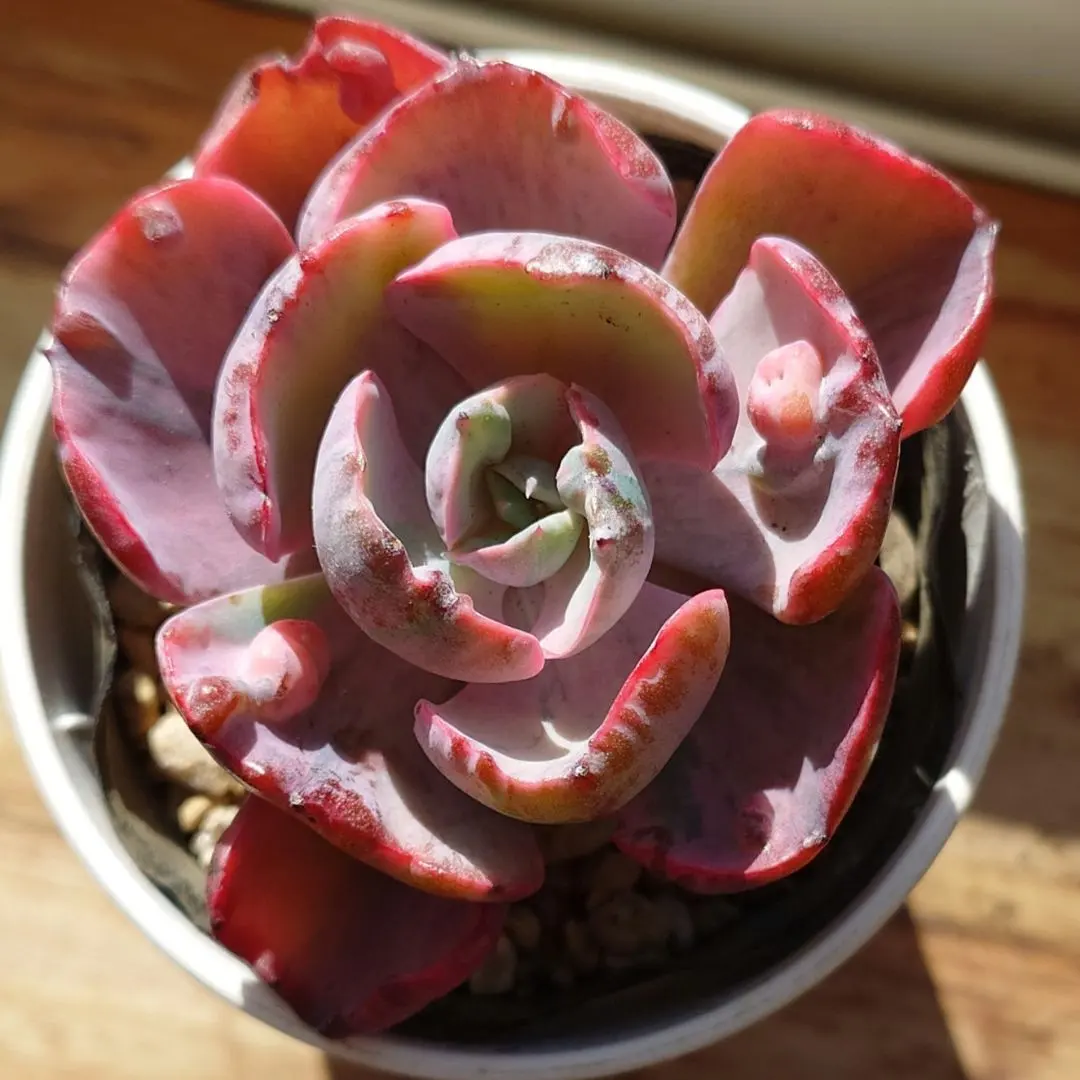 2026年最新】ビヨンセ錦の人気アイテム - メルカリ