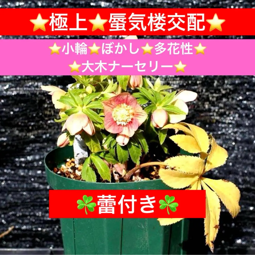 2026年最新】蜃気楼 クリスマスローズの人気アイテム - メルカリ