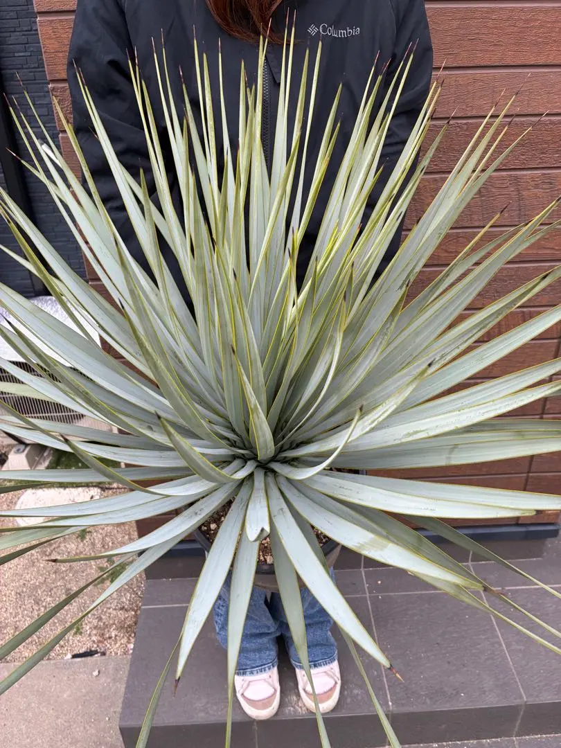 2026年最新】ユッカ ロストラータ ブルーサンダーの人気アイテム