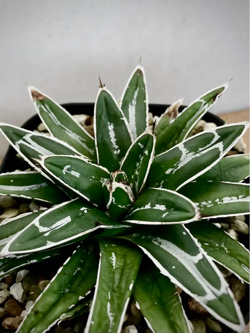 2026年最新】ニッケルシー 笹吹雪の人気アイテム - メルカリ