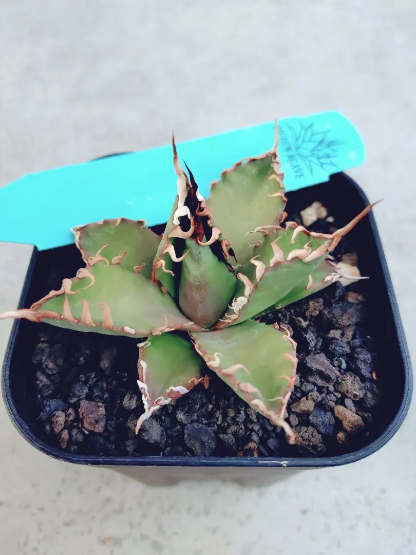 2026年最新】エボリスピナ bb ハイブリッドの人気アイテム - メルカリ