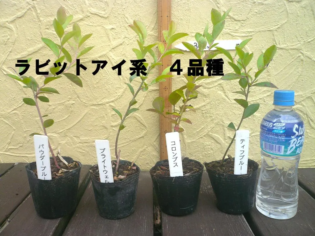 2026年最新】コロンブス ブルーベリーの人気アイテム - メルカリ