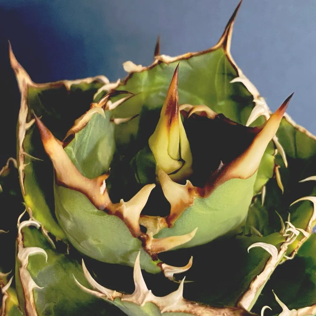 2026年最新】厳竜錦の人気アイテム - メルカリ