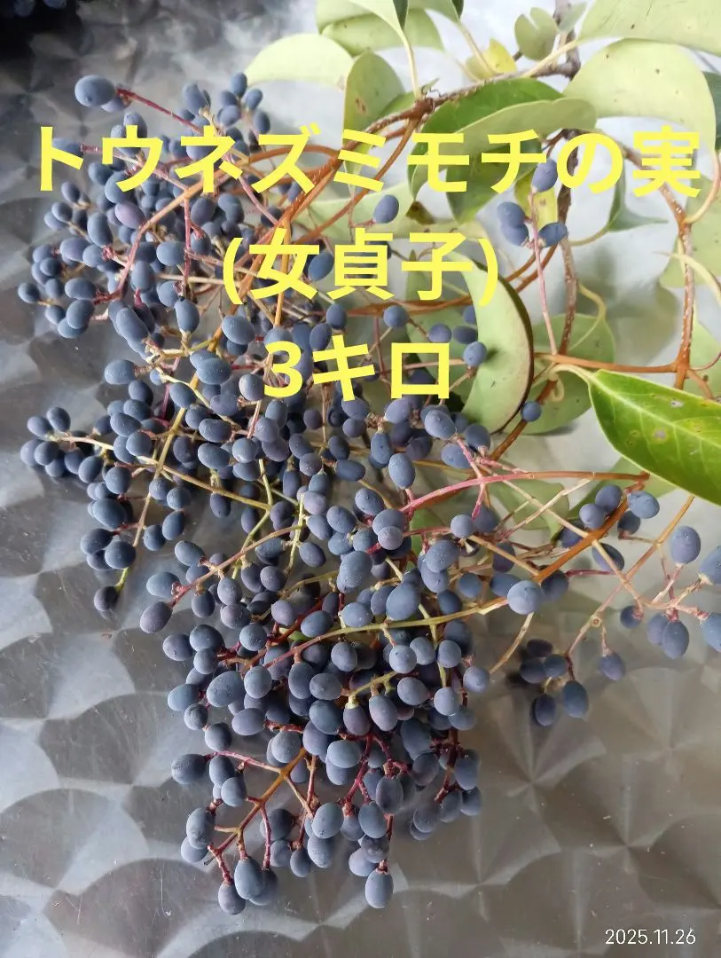 2026年最新】トウネズミモチの実の人気アイテム - メルカリ