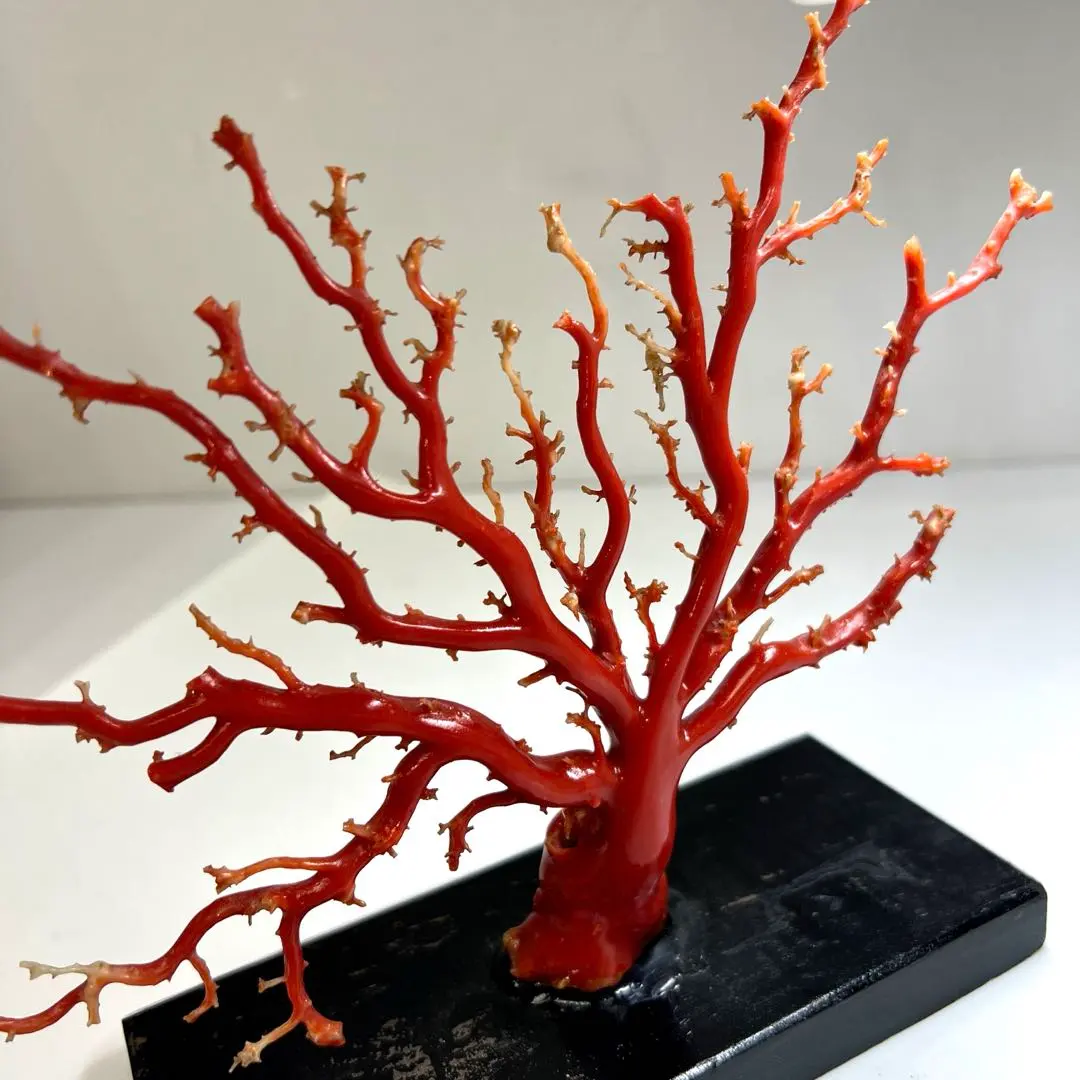 2026年最新】赤珊瑚 原木の人気アイテム - メルカリ