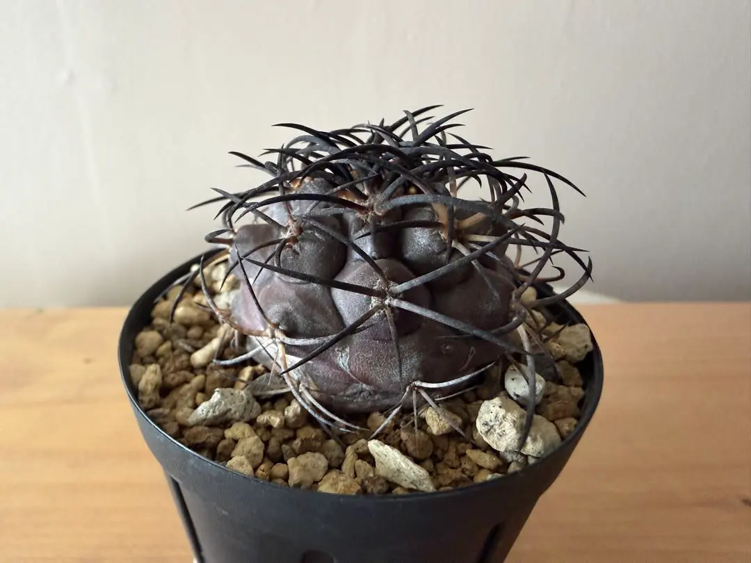 2026年最新】コピアポア グリセオの人気アイテム - メルカリ