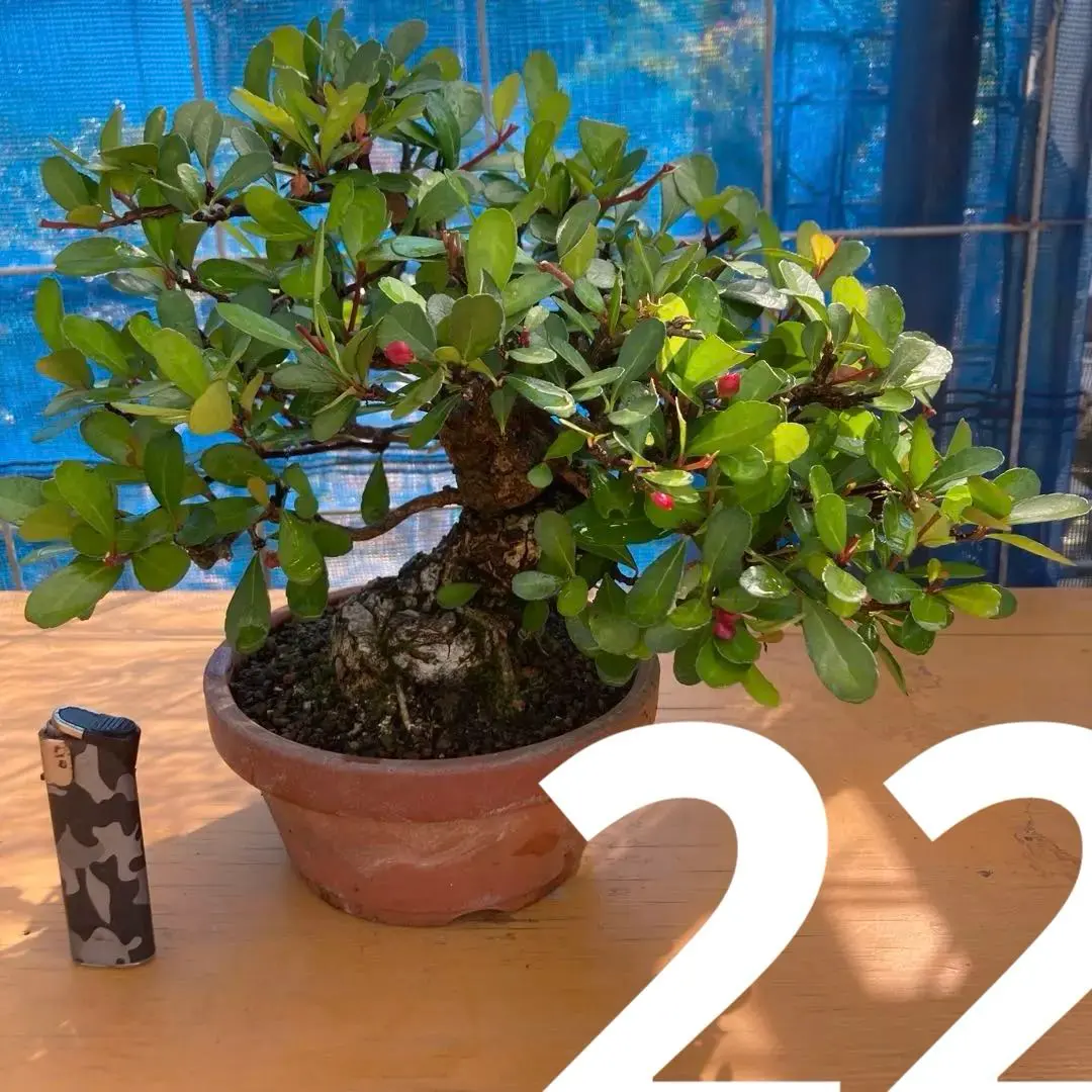 2026年最新】ハリツルマサキの人気アイテム - メルカリ