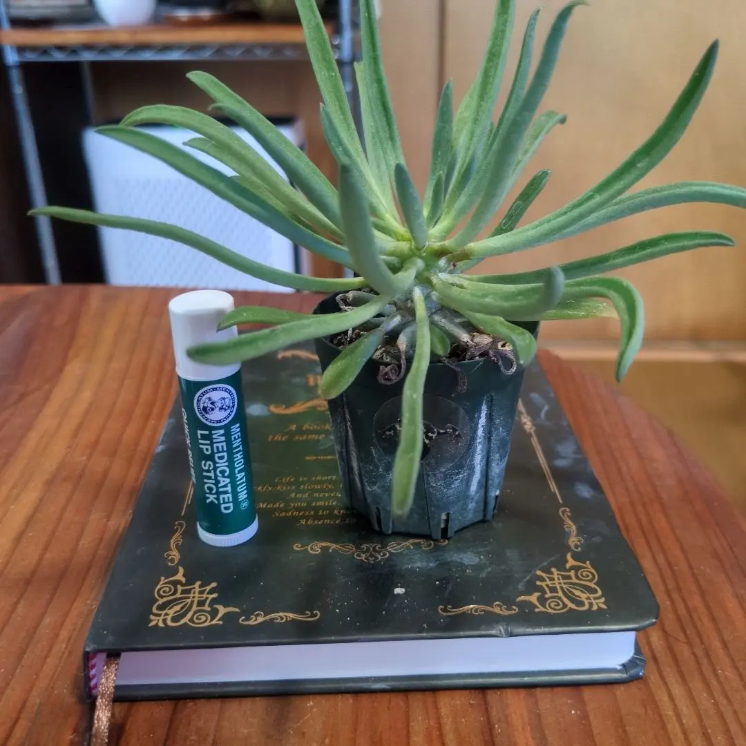 2026年最新】チレコドン ワリチーの人気アイテム - メルカリ