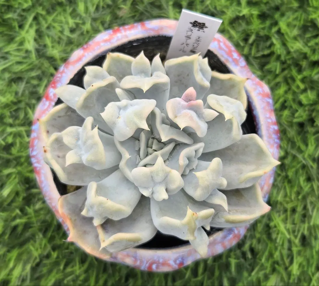 2026年最新】スリラーパール 多肉の人気アイテム - メルカリ