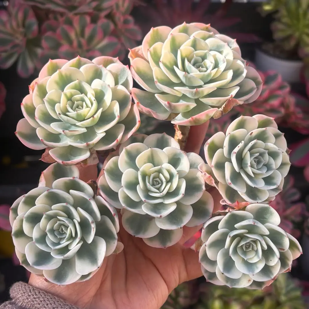 2026年最新】スリラーパール 多肉の人気アイテム - メルカリ