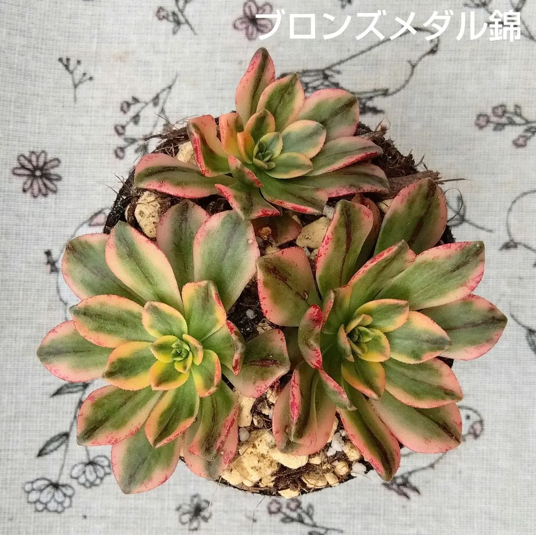 2026年最新】ブロンズメダル錦の人気アイテム - メルカリ