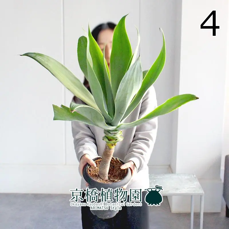 2026年最新】ボーチンブルーの人気アイテム - メルカリ