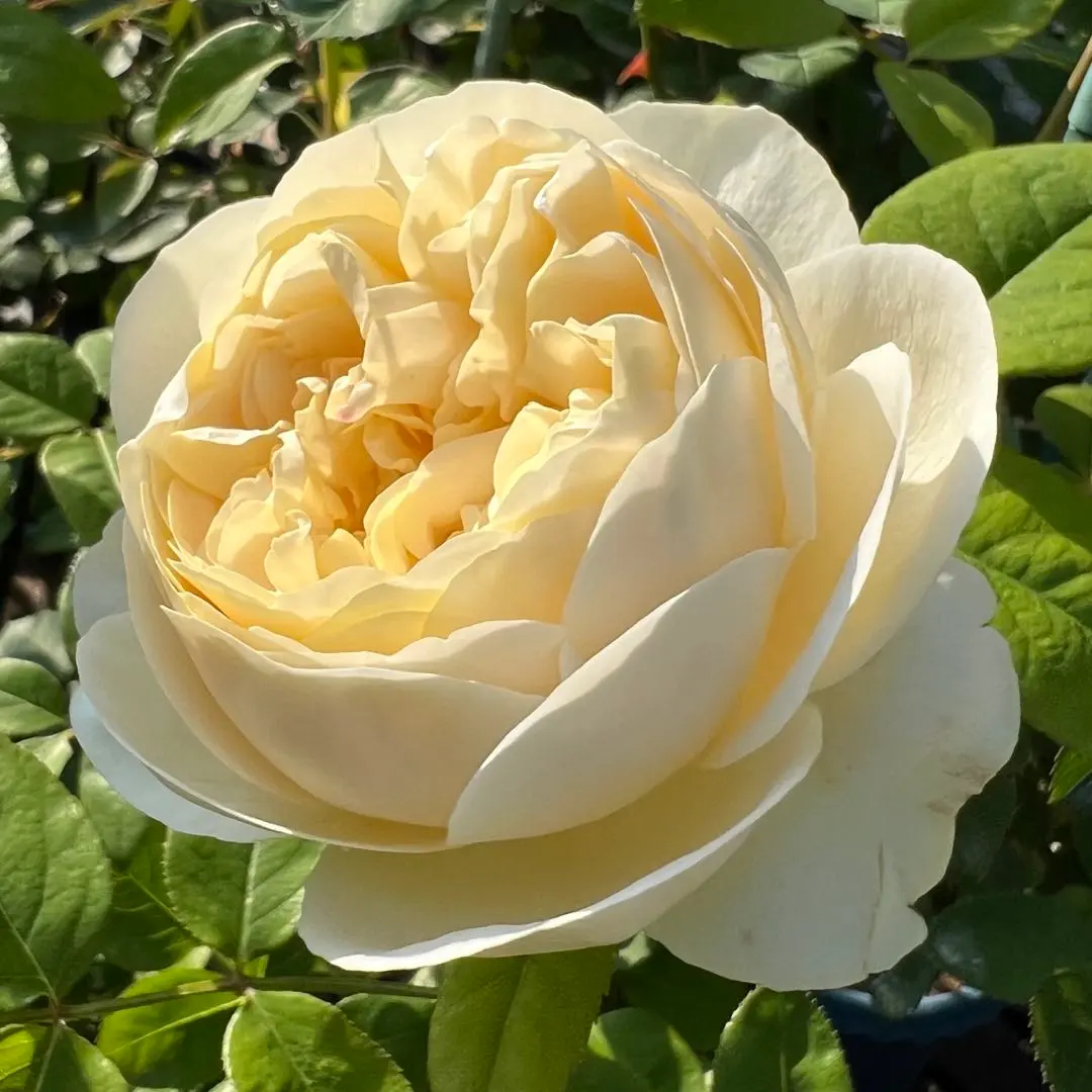 2026年最新】アンブリッジローズの人気アイテム - メルカリ