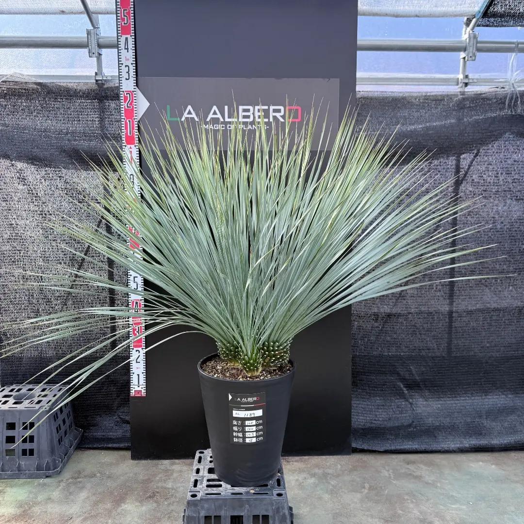 2026年最新】ロストラータ 分頭の人気アイテム - メルカリ