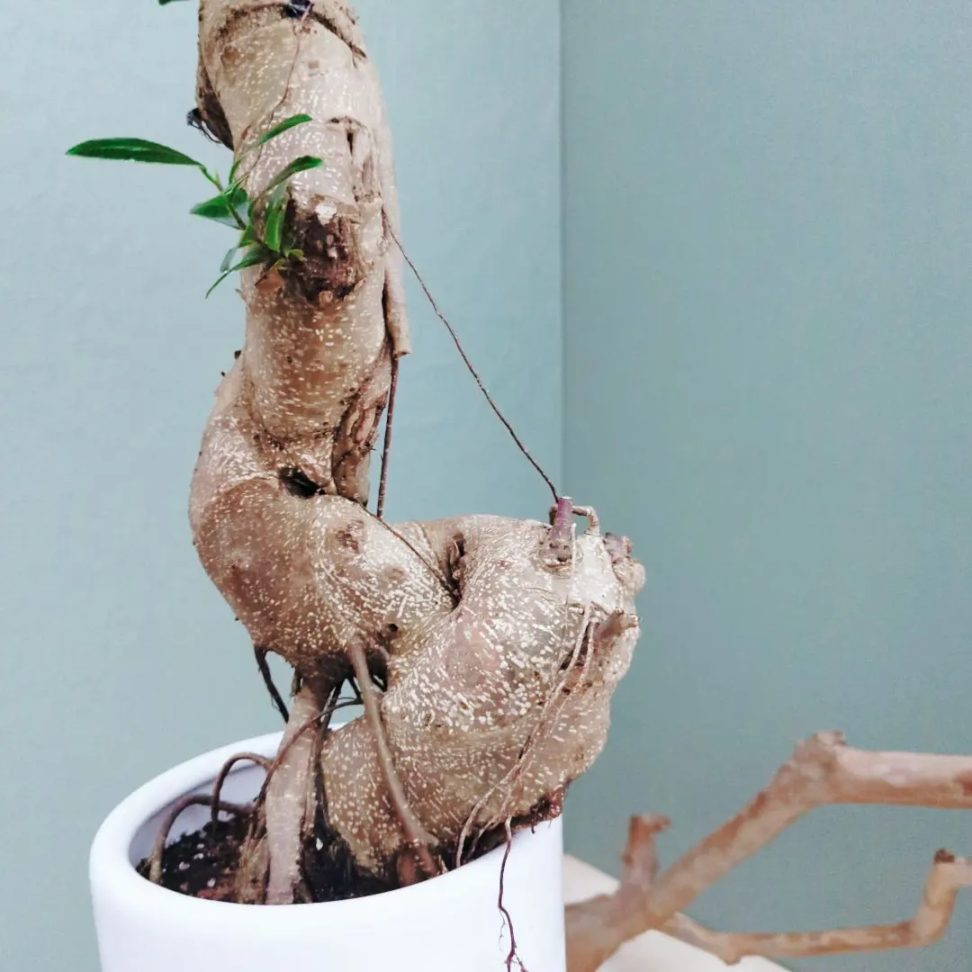 2026年最新】ガジュマル 昇り龍の人気アイテム - メルカリ