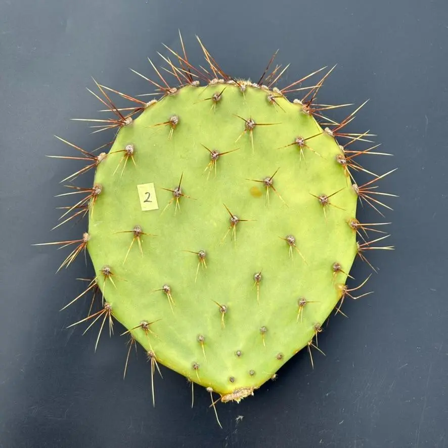 2026年最新】オプンチア ガラパゴスの人気アイテム - メルカリ