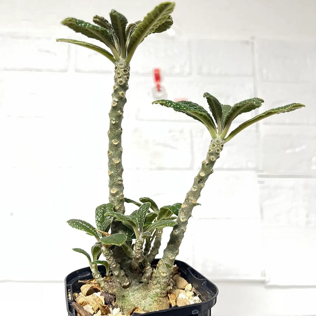 2026年最新】ドルステニアギガスの人気アイテム - メルカリ