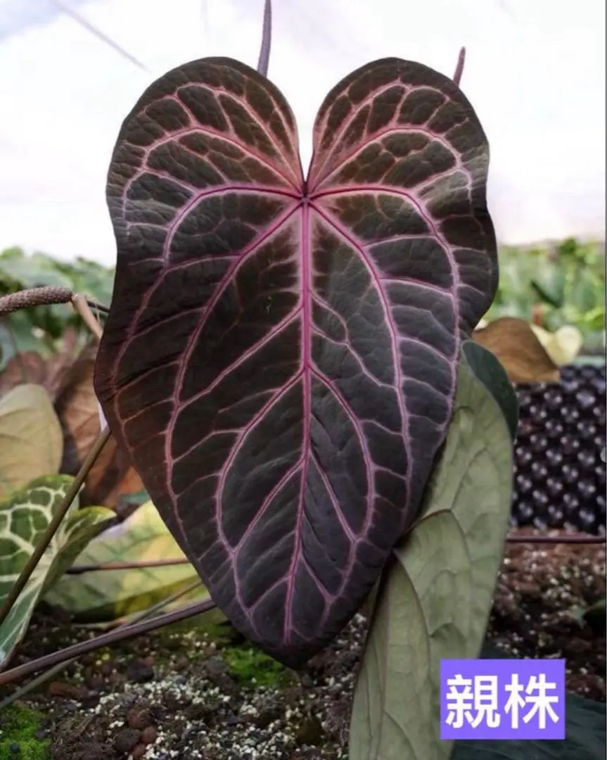 2026年最新】アンスリウム ミシェルの人気アイテム - メルカリ