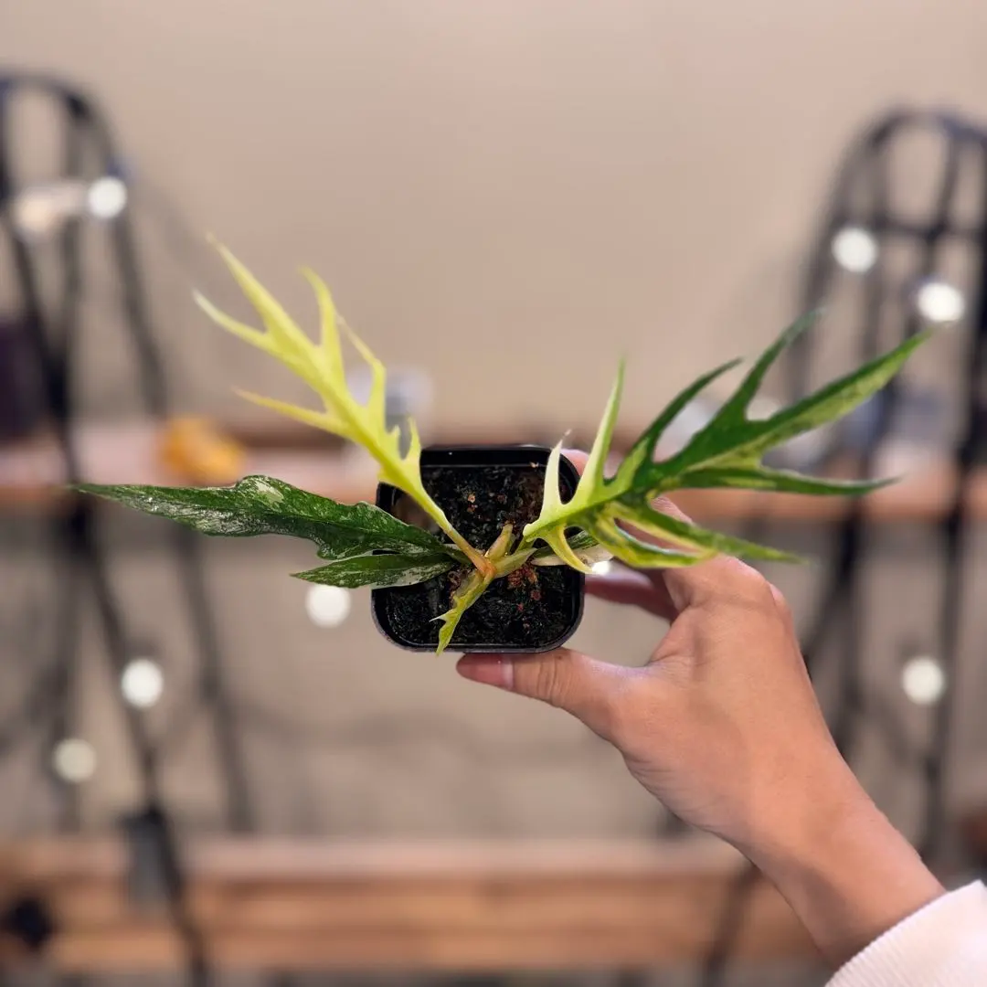 2026年最新】フィロデンドロントータムの人気アイテム - メルカリ