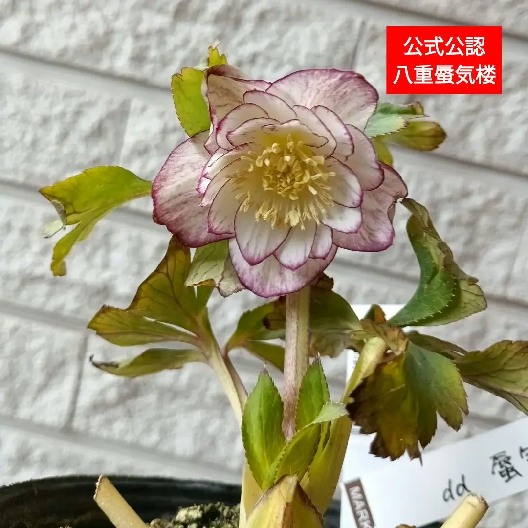 2026年最新】蜃気楼 クリスマスローズの人気アイテム - メルカリ