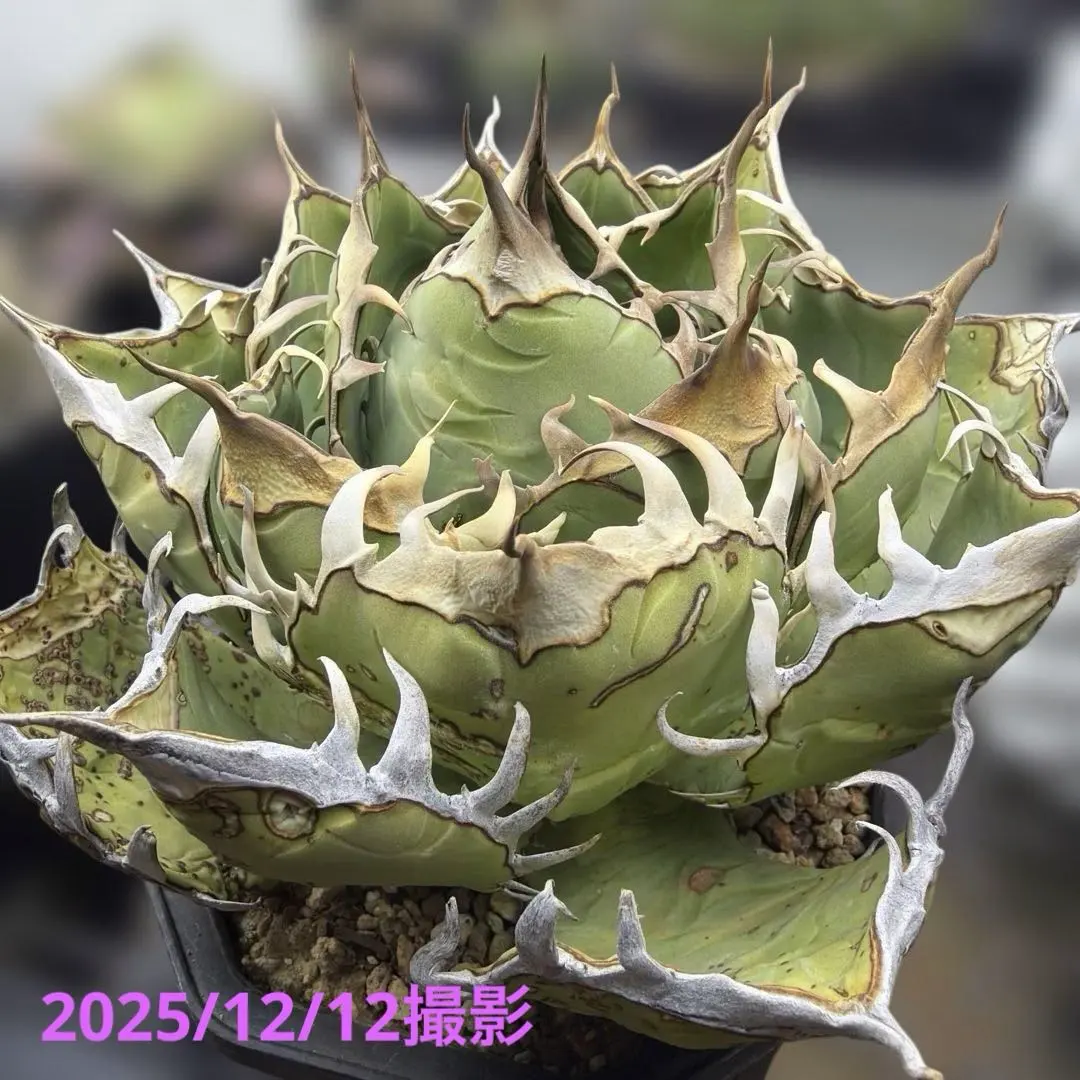 2026年最新】オアハカ オテロイ 現地球の人気アイテム - メルカリ