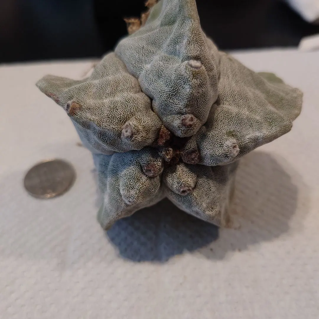 2026年最新】ストロンギロゴナムの人気アイテム - メルカリ