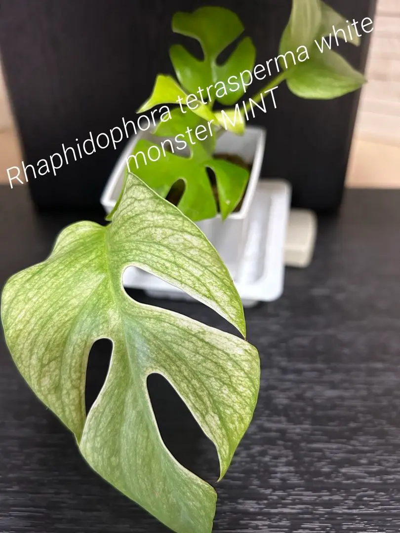 2026年最新】ラフィドフォラ テトラスペルマ ミント斑入りの人気
