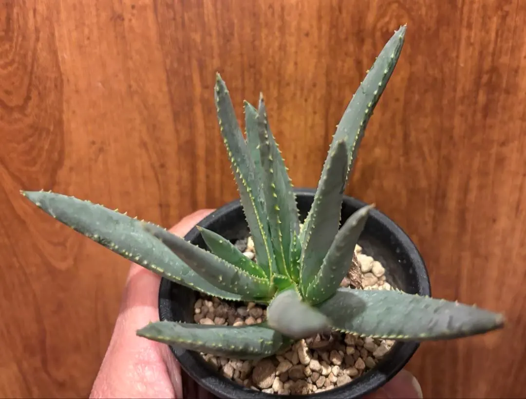 2026年最新】ラモシシマの人気アイテム - メルカリ