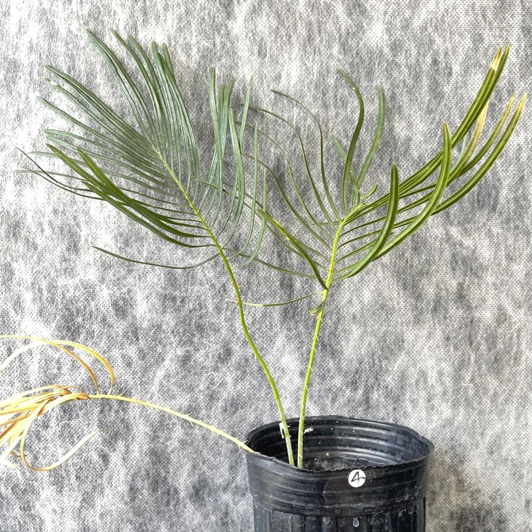 2026年最新】サイカスカイルンシアナの人気アイテム - メルカリ