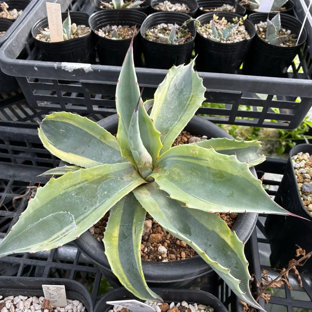 2026年最新】オバティフォリア斑入りの人気アイテム - メルカリ