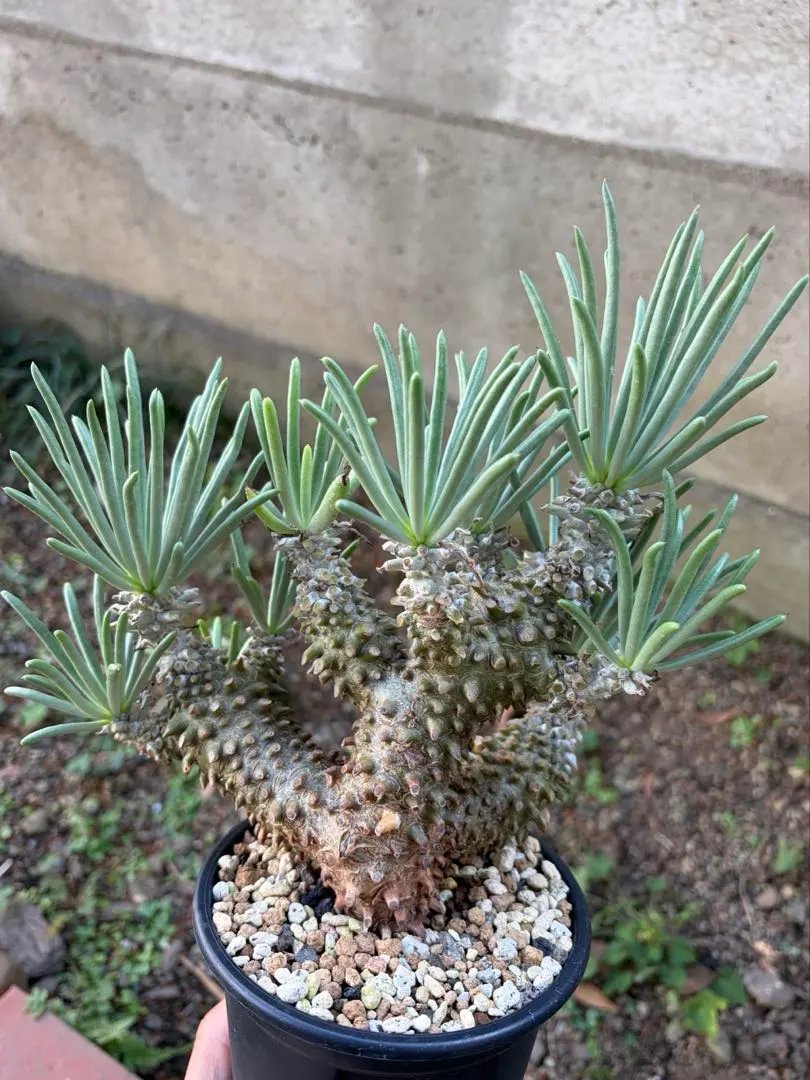 2026年最新】チレコドンワリチーの人気アイテム - メルカリ