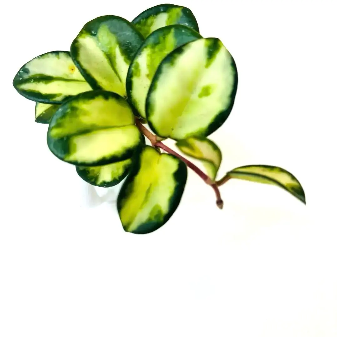 2026年最新】ホヤ マチルダの人気アイテム - メルカリ