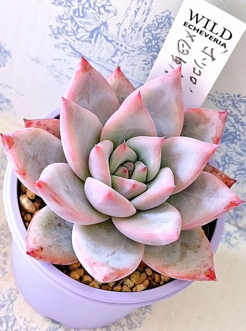 2026年最新】臼田リンゼアナの人気アイテム - メルカリ